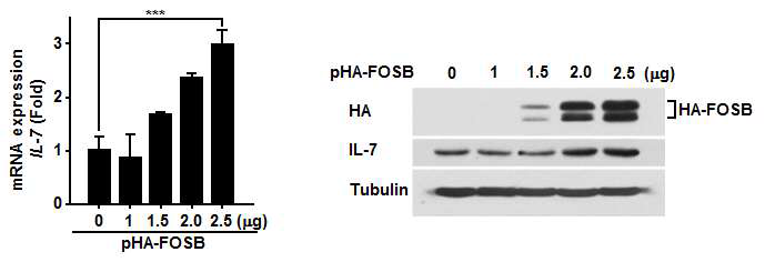 FosB의 IL-7 발현 유도 연구 결과. FosB를 과발현하는 plasmid를 세포주에 transfection하여 endogenous한 IL-7의 발현을 mRNA (왼쪽, qRT-PCR)와 protein (오른쪽, Western blot) level에서 확인한 결과. pHA-FOSB: HA-tagged FosB 과발현