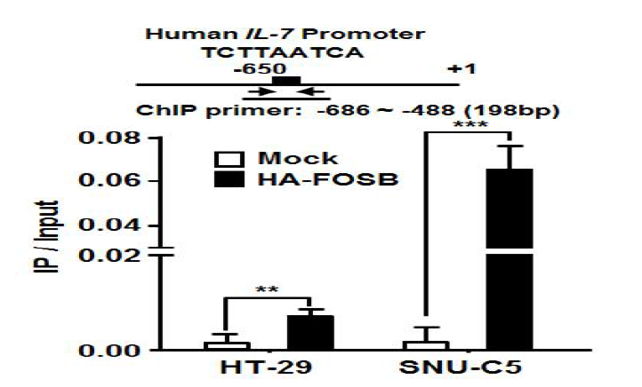 HT-29, SNU-C5 세포주에서 FosB를 과발현 시킨 후 chromatin immunoprecipitation（ChiP) assay를 진행한 결과. Mock (vector control)