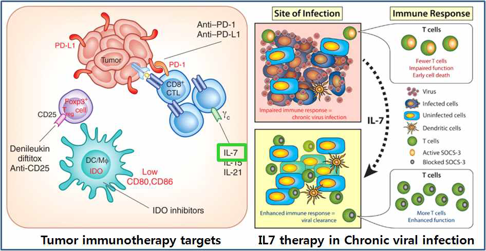 암에 대한 다양한 면역 치료 타겟 및 만성 바이러스 감염에 대한 IL-7의 면역 치료 효과. (왼쪽) 암 치료에는 DC 기능 항진 (IDO inhibitors), Treg 기능 억제 (Anti-CD25), T 세포 수 증가 (IL-7), T 세포 기능 증진 (IL-7, Anti-PD-1) 전략 사용됨. (오른쪽) IL-7 처리 시 T 세포 수 증가, 기능 증가 유도. Adapted from Nature Rev Immunol 2013 14(1014-1022)