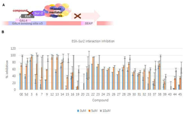 (A) ESX-Sur2 상호작용억제 화합물 스크리닝 시스템, (B) 화합물 라이브러리 스크리닝 결과 일부