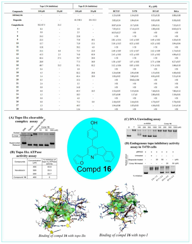 여러 골격의 화합물에 대한 topo II 억제 활성 및 그 구체적인 작용기전 (2)
