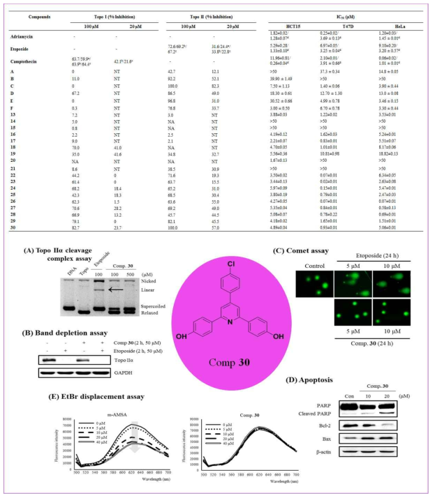 여러 골격의 화합물에 대한 topo II 억제 활성 및 그 구체적인 작용기전 (4)