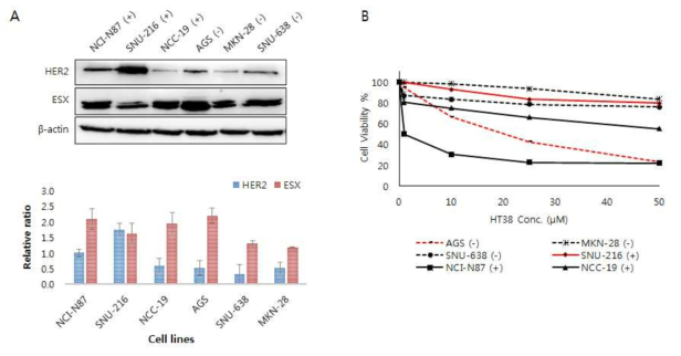 (A) 다양한 위암세포 내 HER2 및 ESX 단백질 발현량, (B) 각 세포주에 대한 HT38의 농도별 세포성장 저햬능 (72 hr 처리)