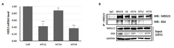 3가지 화합물 (HT52, 54, 59) 처리시 나타나는 (A) HER2 mRNA level의 변화 (B) 세포내 ESX-Sur2 상호작용 저해 효과