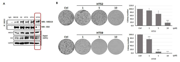 (A) 5 μM 농도 조건에서 HT52 및 HT59의 세포내 ESX-Sur2 저해 효능, (B) HT52 및 HT59의 세포증식 억제 효과