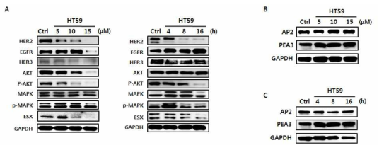 (A) HT59의 농도 및 시간 의존적 처리에 따른 HER2 및 관련 신호 전달 단백질의 발현량 변화, (B) 농도 의존적인 HT59의 처리에 따른 다양한 HER2 전사인자들의 발현 양상, (C) 시간 의존적인 HT59의 처리에 따른 다양한 HER2 전사인자들의 발현 양상