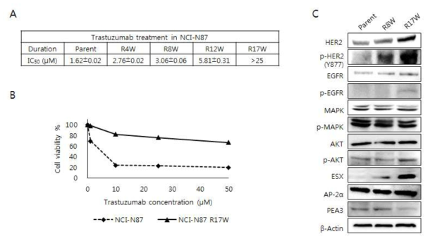 (A) Trastuzumab을 17주 동안 처리하였을 때 각 분기마다 측정한 IC50 결과, (B) Trastuzumab에 대한 parent 및 내성 세포 각각에 대한 반응성 비교, (C) 내성 확립 과정에서 발생하는 단백질 발현량의 변화 관찰 결과