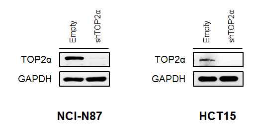 HER2 양성 암 세포주들에 대한 Topo IIα 침묵 모델 구축