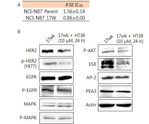 (A) 내성 세포주에 대한 HT38의 IC50 측정값, (B) HT38을 처리한 내성 세포주에서 나타나는 다양한 HER2 관련 하위 신호 전달 단백질들의 변화