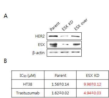 (A) ESX knockdown 세포주 모델의 구축, (B)parent 세포 및 ESX knockdown 세포 각각에 대한 화합물의 반응성