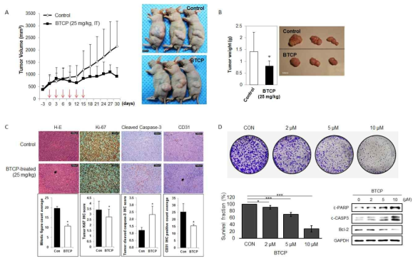 (A) 선도물질 25 mg/kg tumoral injection 후 tumor 크기 측정. (B) tumor 무게 측정. (C) tumor 조직을 ki-67 (proliferation marker), Cleaved Caspase-3 (apoptosis marker) 및 CD31 (angiogenesis marker)로 염색. (D) tumor 조직을 분쇄하여 western blot으로 분석하여 선도물질에 의한 apoptosis 유도 검증