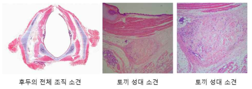 탈세포화된 돼지 연골을 토끼 성대 주입 후 1개월 토끼 후두 소견