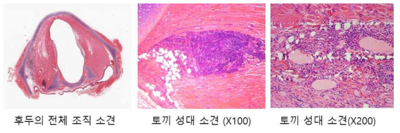 탈세포화된 돼지 연골을 토끼 성대 주입 후 3개월 토끼 후두 소견