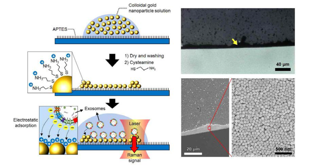 액체 내의 엑소좀 포집 및 라만 신호 검출을 위한 기판