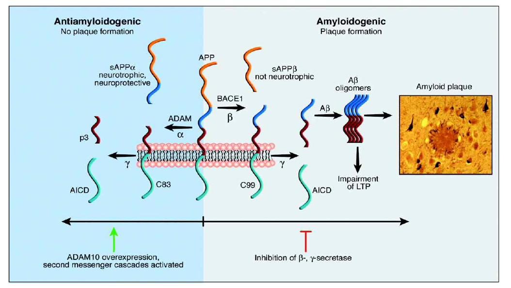 Procesure of Aβ production in Alzheimer