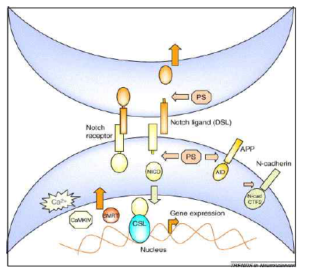 Notch signaling pathway