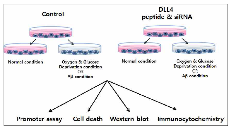 Aβ 처리 혹은 OGD 환경에서 DLL4의 과발현 혹은 억제에 따른 세포 사멸조절에 대한 실험 과정