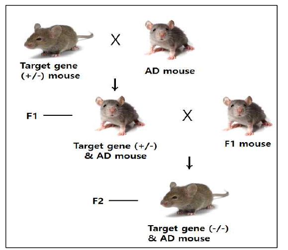 Notch 신호 활성과 관계된 유전자 결핍 마우스와 알츠하이머병 유발 동물모델의 교배