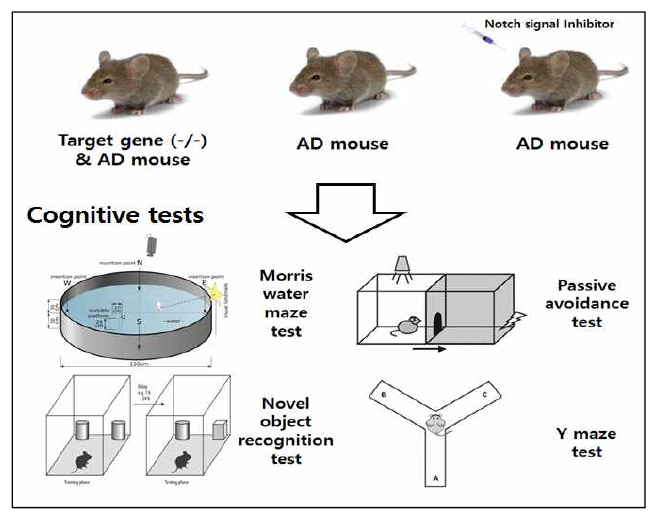 Notch관련 유전자가 결핍이 되거나 Notch 신호 억제제를 주입시 기존 알츠하이머병 유발 동물모델에 비해 인지기능에 어떤변화가 있는지 여러 행동실험을 통해 확인