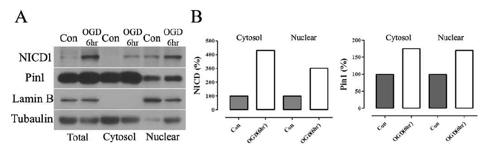 Hypoxia 조건에 노출된 뇌 신경세포의 세포핵과 세포질에서 NICD1, Pin1의 단백질 증가 확인