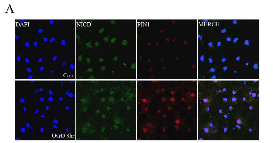 뇌 신경세포의 면역염색법을 통한 NICD1과 Pin1의 단백질 변화를 확인 시 hypoxia에 의해서 증가함을 확인 함