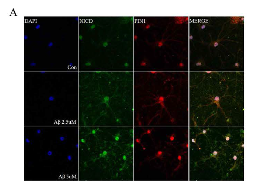 뇌 신경세포에 Aβ를 2.5uM, 5uM 24시간 처리한 후 면연염색법으로 NICD1, Pin1 단백질의 변화를 확인 시 모두 증가함을 확인 함(그림 16 A)