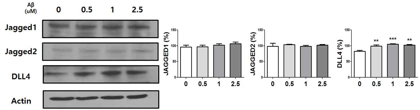 Aβ oligomer을 처리한 농도에 따라 Jagged1과 DLL4의 단백질 발현양이 증가함