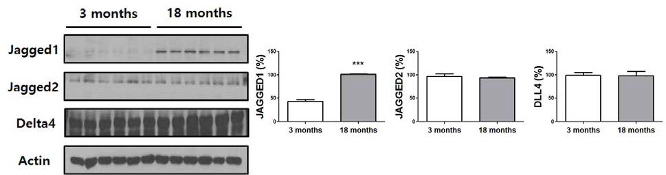 3xTg-AD mice에서 3개월과 18개월이 된 실험동물의 뇌조직에서 Notch ligand의 변화를 확인한 결과, Jagged1의 양이 나이가 든 AD mice에서 늘어났음을 확인함