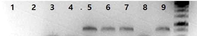 WT과 5xFAD를 구분하기 위한 Genotyping. 1,2,3,4,8번은 WT, 5,6,7,9번은 5xFAD를 나타냄