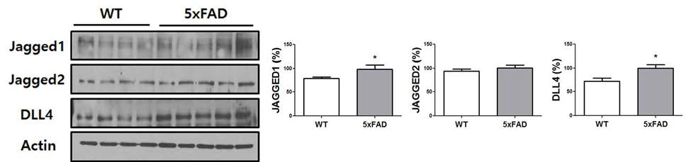 10개월 된 5xFAD AD mice과 WT의 뇌조직에서 Notch ligands의 변화를 보았을 때, Jagged1과 DLL4의 양이 상대적으로 증가됨을 확인함