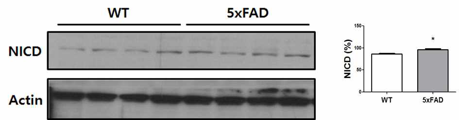 15개월 된 5xFAD mice와 WT의 뇌조직에서 NICD의 단백질 양을 확인한 결과, 5xFAD의 경우 대조군인 WT에 비해서 NICD의 발현양이 많음을 확인함