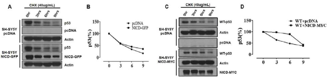 단백질 합성 억제를 통한 NICD 단백질의 p53 단백질 안정성에 미치는 영향 연구