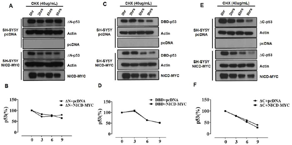 p53 돌연변이 부위에 따른 NICD 의존적 p53 단백질 분해속도 저해 회복