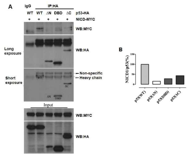 NICD와 돌연변이 p53 단백질의 상호작용 관찰