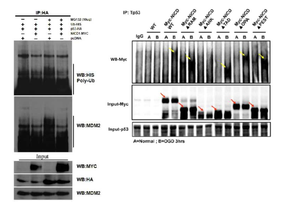 NICD와 p53 안정성에서 유비퀴틴화의 영향(왼쪽) 및 p53과 결합하는 NICD의 부위 확인(오른쪽)