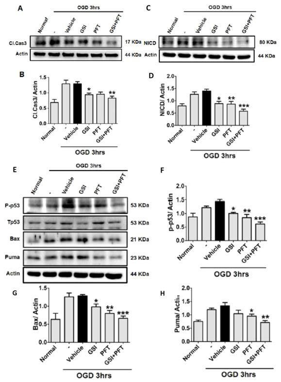 p53 활성억제제, Notch 신호 억제제 처리 시 세포사멸관련 단백질 양의 변화 관찰