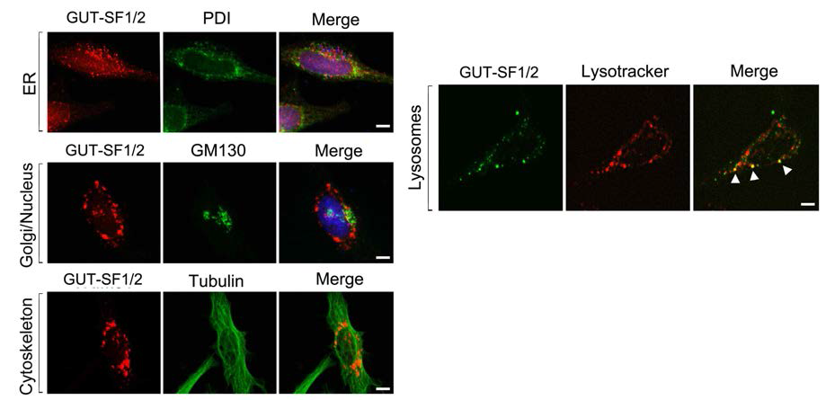 세포내 표적 항체를 이용한 GUT-SF1/2의 세포내 위치 관찰