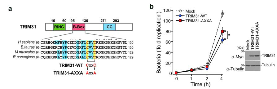 GUT-SF1/2(TRIM31)-AXXA 에 의한 Shigella flexneri (M90T)의 성장억제