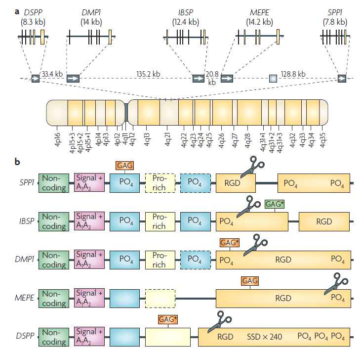 Chromosomal localization and exon–intron similarities of human SIBLING genes