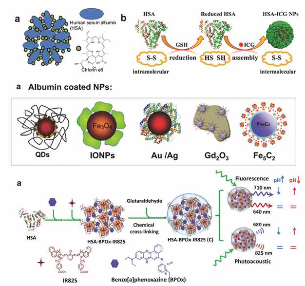 최근 개발된 알부민 단백질을 이용한 약물 전달체 합성 경로 (Adv. materials, 2016)