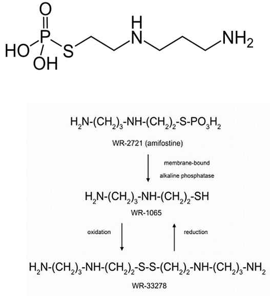 Amifostine의 구조화학식과 작용 메커니즘