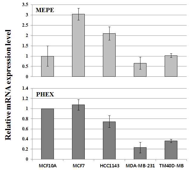 다양한 암세포주에서의 MEPE, PHEX 발현