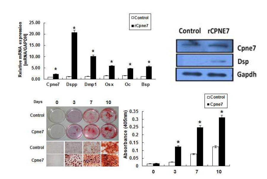 rCPNE7 단백질 처리 후 사람 치수줄기세포의 유전자 발현비교