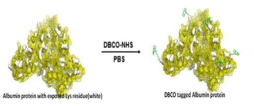 알부민 표면 라이신 잔기로의 DBCO 첨가 반응 메커니즘