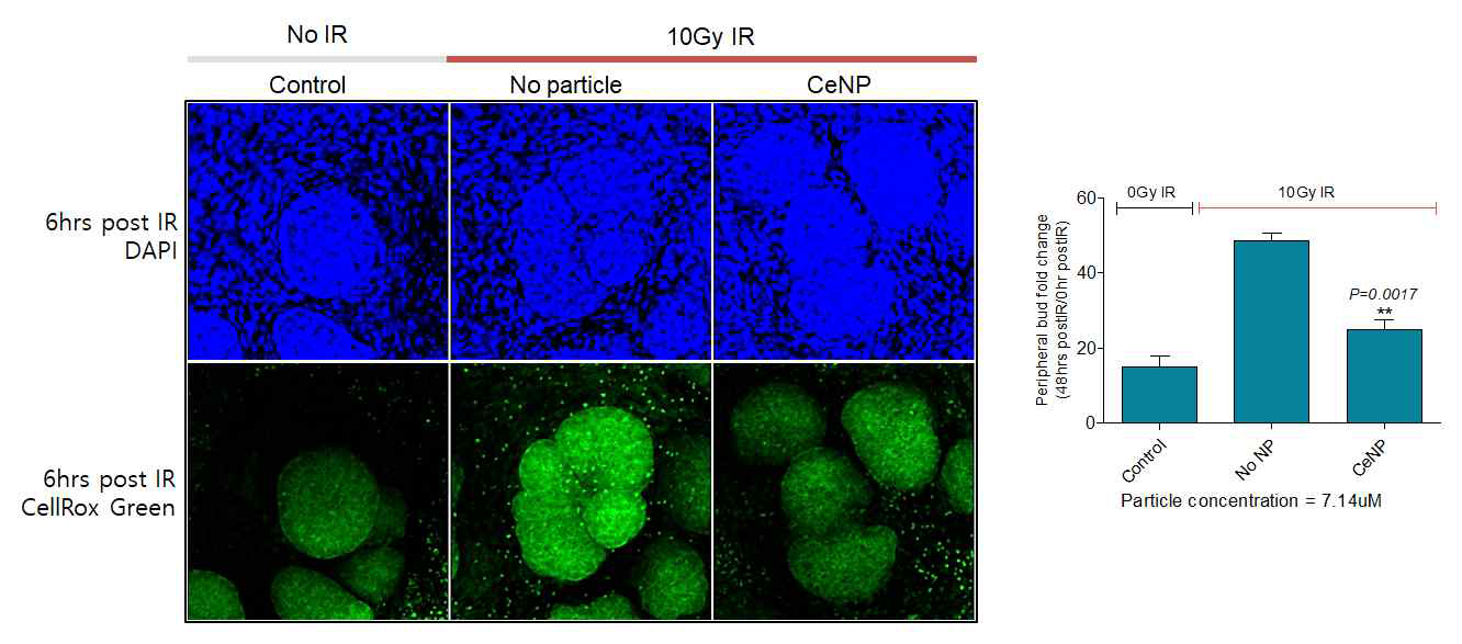 CMSINP 의 radiation-induced ROS scavenging activity