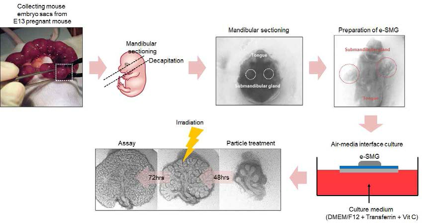 배아타액선의 organotypic culture 방법을 사용한 방사선스크리닝 모델 모식도