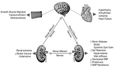 교감신경의 pathway (Hypertension. 2009;54:1195-1201)2