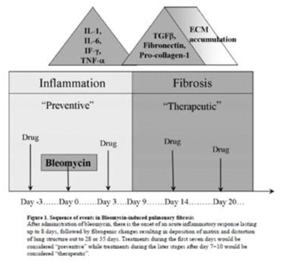 Bleomycin 처리에 따른 염증 및 섬유화 관련 요소들의 변화