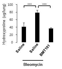 Bleomycin 및 BMT101을 투여한 폐 조직에서의 Hydroxyproline 정량 분석