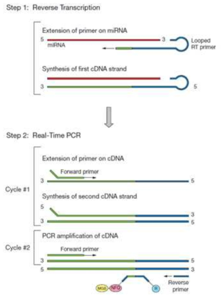 Two-step qRT-PCR